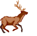 stag.gif