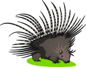 porcupine.jpg
