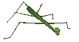 stick_insect.gif