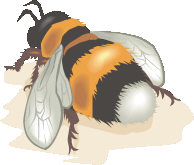 bumblebee.jpg