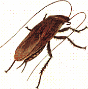 cockroach.gif