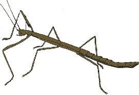 stick_insect.jpg