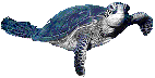 sea_turtle.gif