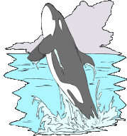 orca.jpg