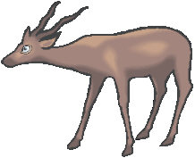 antelope.jpg